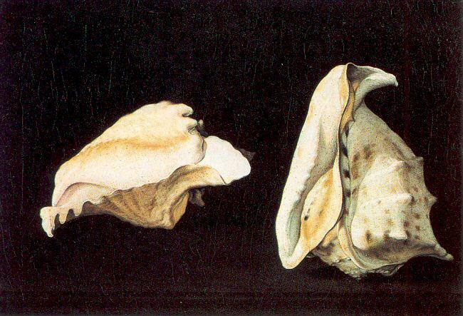 Napoletano, Filippo Two Shells oil painting image